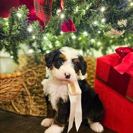Blitz - Tri-color male Bernedoodle puppy in Russell Springs, Kentucky from 270 Doodles