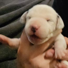 Pink - White and black female Dalmatian puppy in Adamstown, Maryland from Sprinkled with Hearts Dalmatians