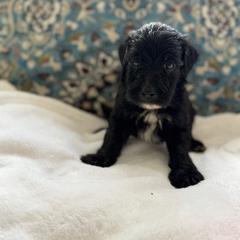 Girl 3 - Black female Whoodle puppy in Sebastian, Florida from Perri’s Whoodles