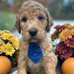 Chief - Apricot male Goldendoodle puppy in Prosperity, Pennsylvania from Stelladoodles & Company