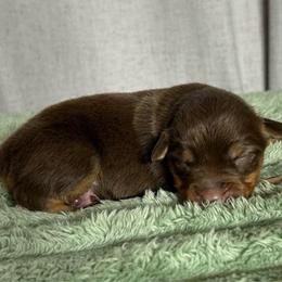 Boy 1 - Red tri male Toy Australian Shepherd puppy in Sulphur, Louisiana from Triple J Aussies and Corgis
