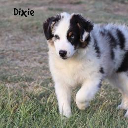 Dixie - Blue merle female Miniature Australian Shepherd puppy in Garden Plain, Kansas from Krazy K Aussies