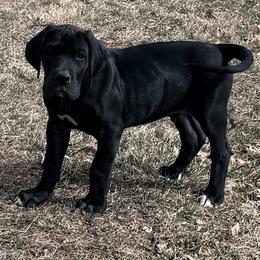 Bruce - Black male Great Dane puppy in Ottumwa, Iowa from Robin's Great Danes