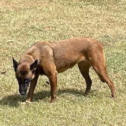 Ziva - Belgian Malinois