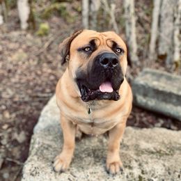 Boerboel All Grown Up from Cascade Boerboels
