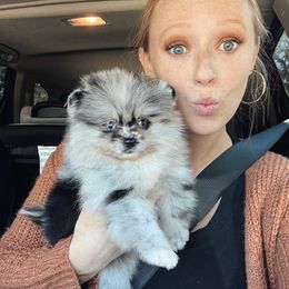 Pomeranian Puppies from Hill Country Poms