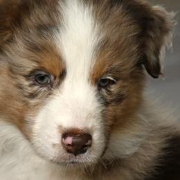 Australian Shepherds from Foster Creek Farm
