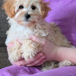 CF2 - Charity's Female 2 - Luna - Cream female Havapoo puppy in Burlington, Iowa from River View Puppies