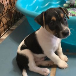 Duke ‘Pierre’ Noir - Jack Russell Terrier puppy from Royal Russells Ranch