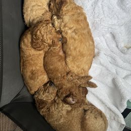 Poodle Puppies from Lulu’s Lovely Toy Poodles