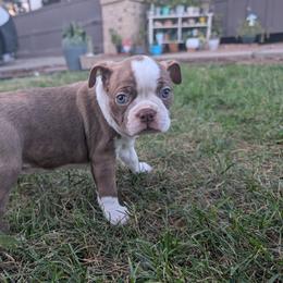 Boston Terrier All Grown Up from Jeff Jones