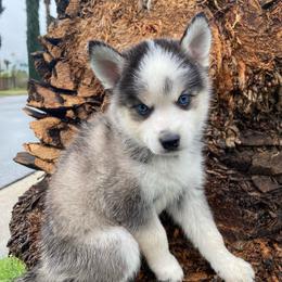 Arrow - Black and white male Pomsky puppy in La Verne, California from Red Cedar Pomskies
