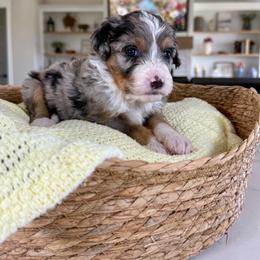 Lilac Collar - Blue merle female Bernedoodle puppy in Indiahoma, Oklahoma from Farm Fresh Doodles