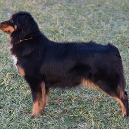 Hazel - Australian Shepherd
