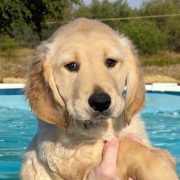 Josephine Jelly Beans - Golden Golden Retriever puppy in Wichita Falls, Texas from Texas Gold Rush