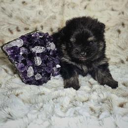 Obsidian - Black and tan male Pomeranian puppy in Statesboro, Georgia from Briar Creek Kennels