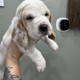 Noel - Lemon and white female Basset Hound puppy in Gulf Breeze, Florida from Breeze Basset Hounds