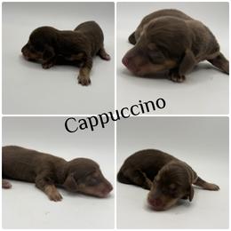 Cappuccino AKC limited - Chocolate and cream female Dachshund puppy in Bartlesville, Oklahoma from Kippers Keepsake Dachshunds