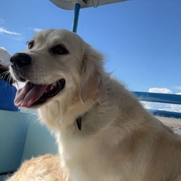 Paisley - Golden Retriever