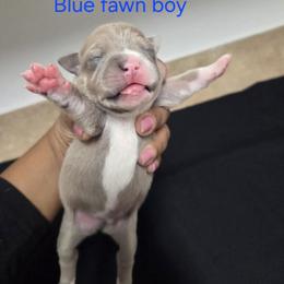 Boy 2 - male Staffordshire Bull Terrier puppy in Houston, Texas from Khaleesi Kennel