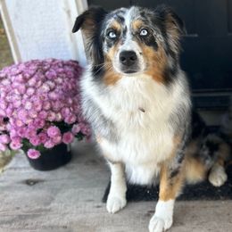 Reba - Australian Shepherd
