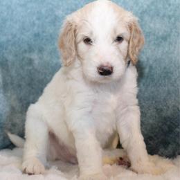 Max - Parti male Goldendoodle puppy in Cherry Creek, New York from Doodles Pups of NY