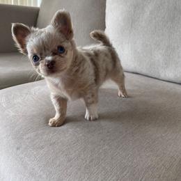 Chihuahua and Maltese Puppies from Happy Petit Paws