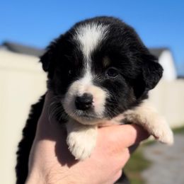 Girl 3 - Black & white female Miniature Australian Shepherd puppy in Murfreesboro, Tennessee from Norby's Mini Aussies