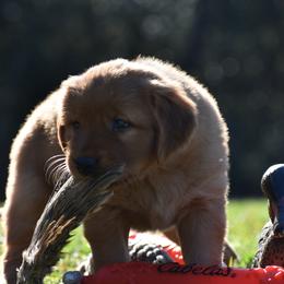 Golden Retriever Puppies from Earley Goldens