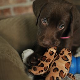 Labrador Retriever Puppies from Post Family Retrievers