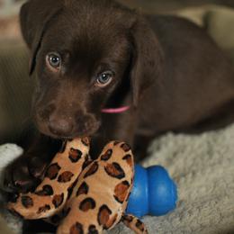 Labrador Retriever Puppies from Post Family Retrievers