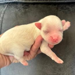 Cooper - Cream male Chihuahua puppy in Menifee, California from Lane’s Little Long Coats