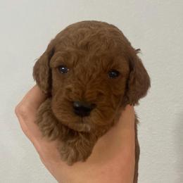 Cash - Red male Cavapoo puppy in Pasco, Washington from Beth's Cavapoos