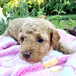 Poodle Puppies from Pet Guardian Smart Kennels, LLC