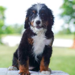 Jelly - Tri-color female Bernedoodle puppy in Dundee, Ohio from Down Home Doodle