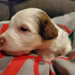 Hank - Brown and white male Sheepadoodle puppy in Bellevue, Iowa from Fluffy Wonders Poms and Doodles