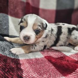 Tuk - Blue merle female Miniature Australian Shepherd puppy in Orrtanna, Pennsylvania from Mountain Top Shepherd's