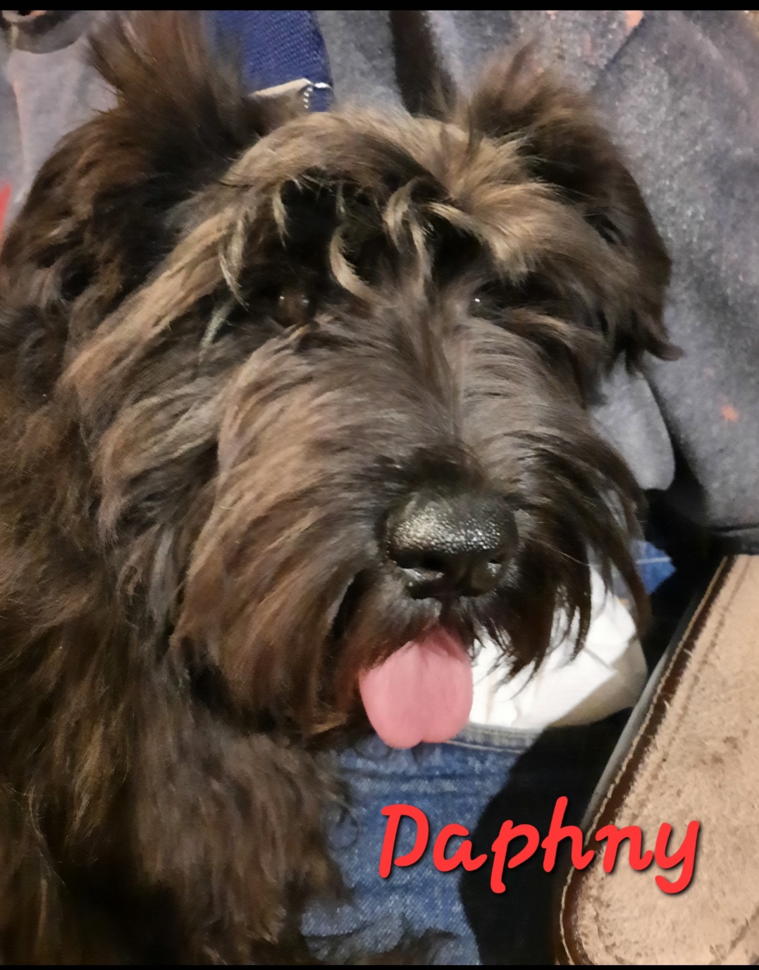 Daphne - Miniature Schnauzer