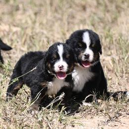 Bernese Mountain Dog, Golden Mountain Dog, and Golden Retriever Puppies from Grateful Bernese & Gage's Goldens