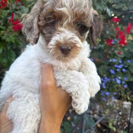 Nala - Chocolate merle female Bernedoodle puppy in Las Vegas, Nevada from Perfect Bernedoodles