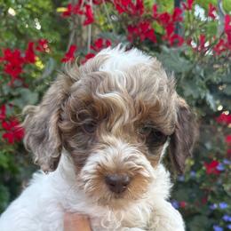 Nala - Chocolate merle female Bernedoodle puppy in Las Vegas, Nevada from Perfect Bernedoodles