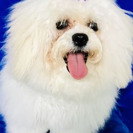 Bichon Frises from KM Bichon Frise