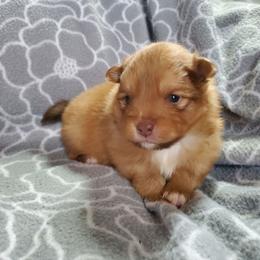 Oliver - Orange male Pomeranian puppy in Bellevue, Iowa from Fluffy Wonders Poms and Doodles