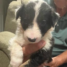 Pin - Tri-color male Border Collie puppy in Holden, Missouri from Spotted Feather Farm