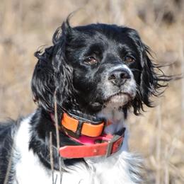 French Brittanys from Sur le Delavan Kennel