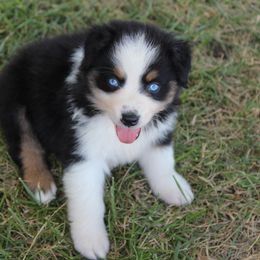 Australian Shepherd Puppies from Westrip Angus & Aussies