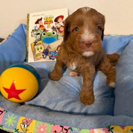 Woody - Red male Australian Labradoodle puppy in Orange, California from Little Kingdom Doodles