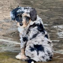 Trillium - Merle female Sheepadoodle puppy in Roseburg, Oregon from Sharon’s Sheepadoodle’s