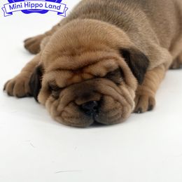 Chinese Shar-Pei, Cocker Spaniel, and Companion Cross Puppies from Mini Hippo Land