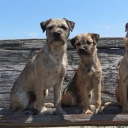 Border Terriers and Whippets from Tumbleweed